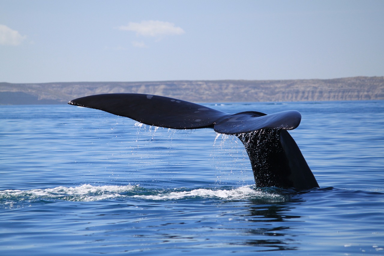 whale, tale, aquatica animal-6554930.jpg